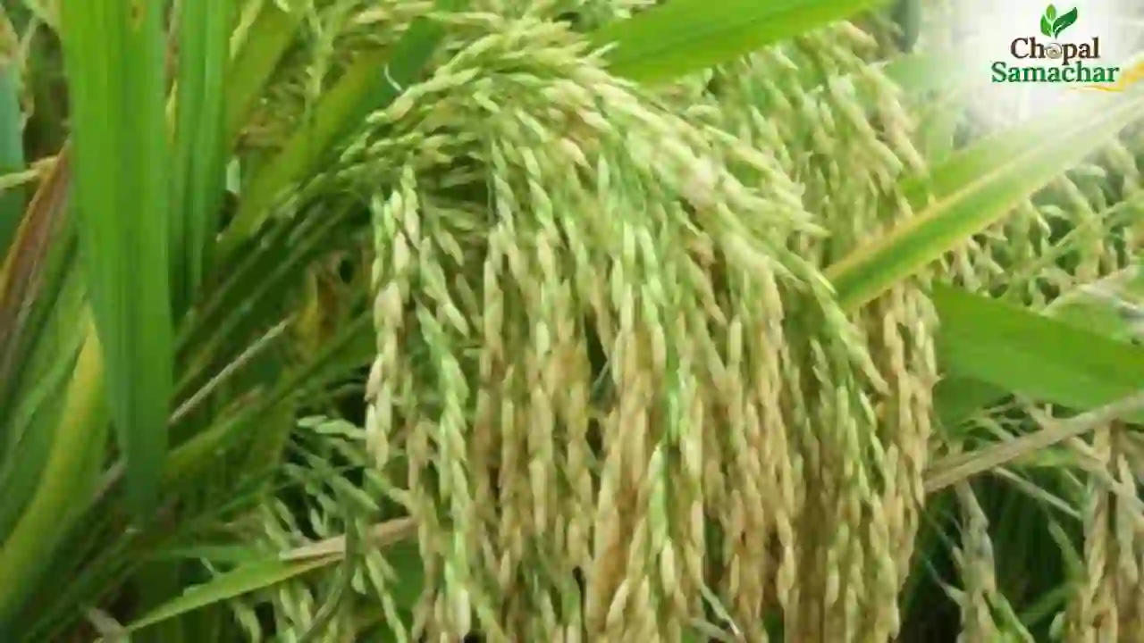 Paddy Variety