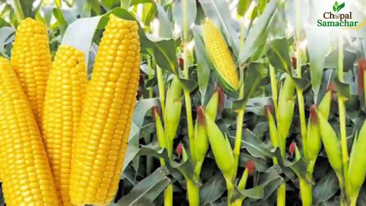 Maize Biofortified Varieties