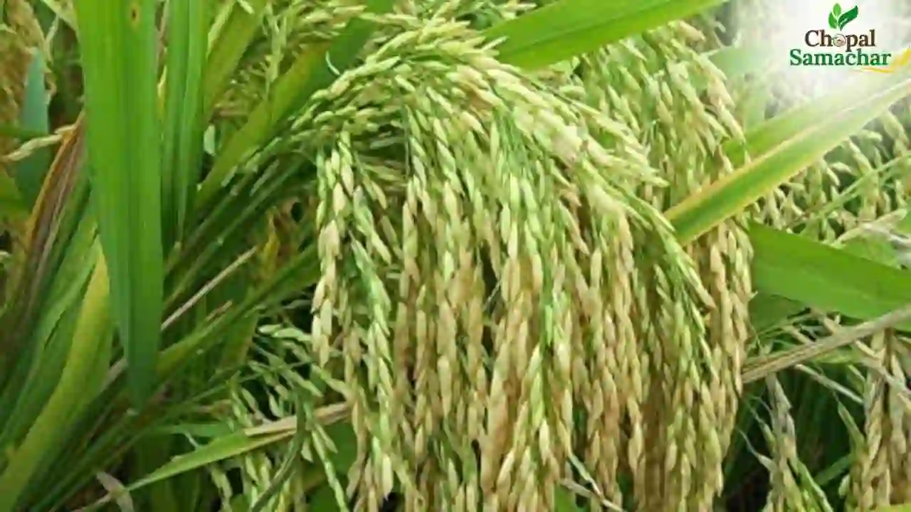 Basmati Variety