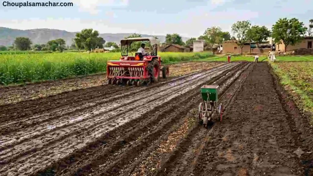 Mustard Cultivation