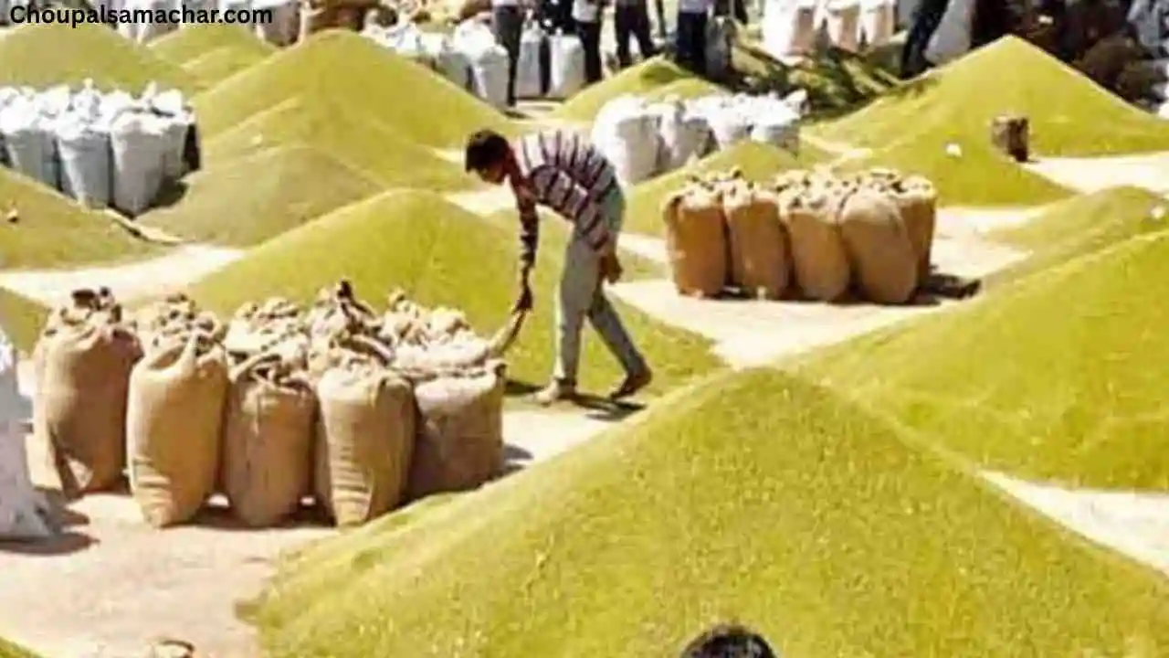 Purchase Mung Beans