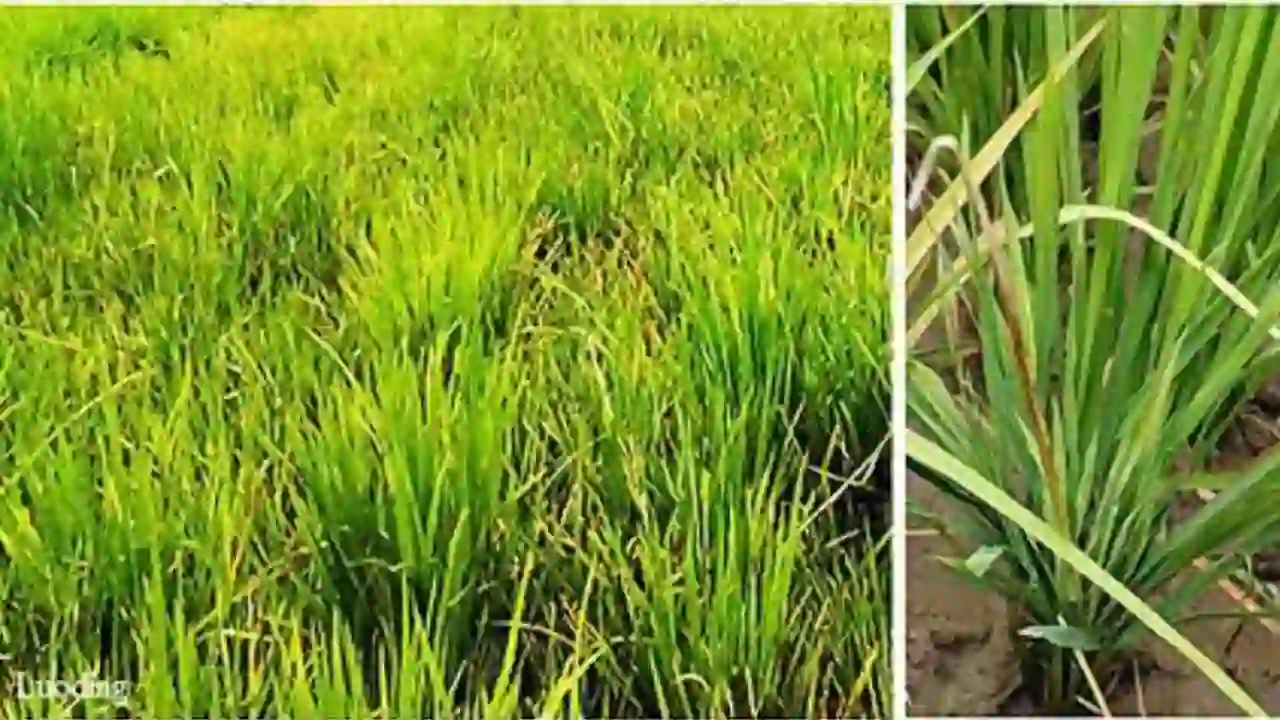 Paddy Dwarf Virus