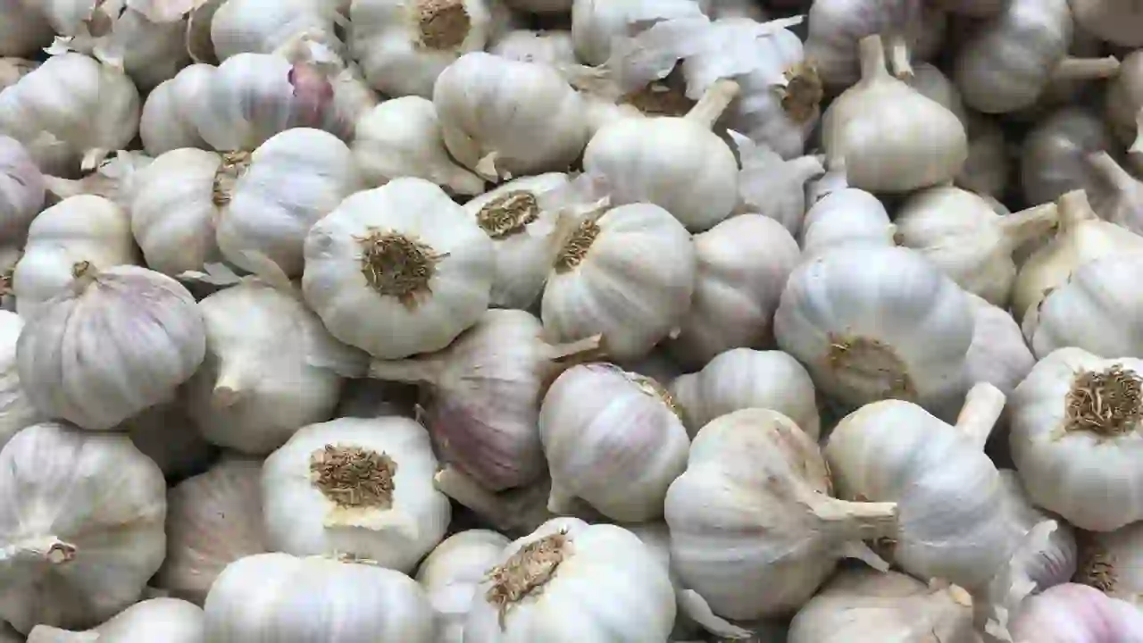 Garlic Price