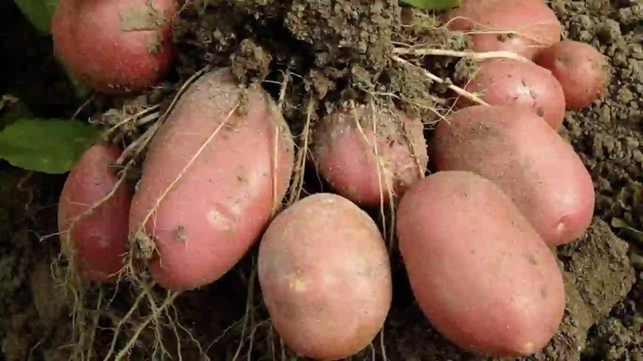 Potato Variety