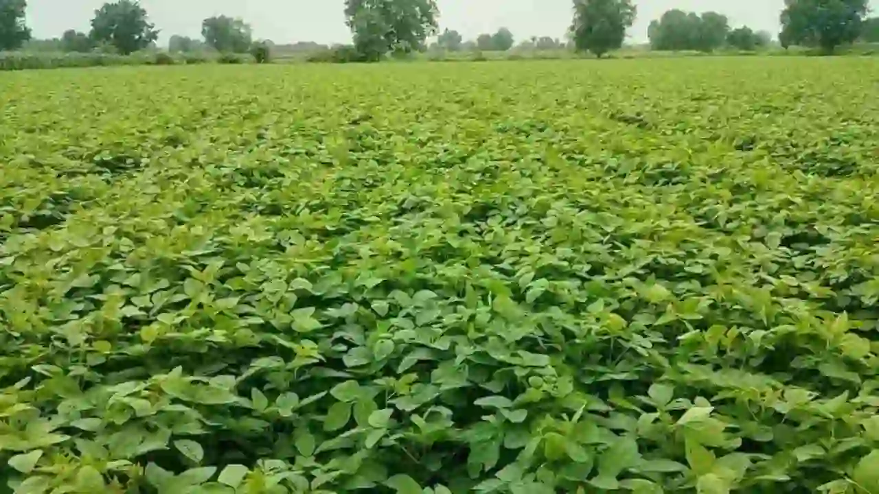 Soybean Crop