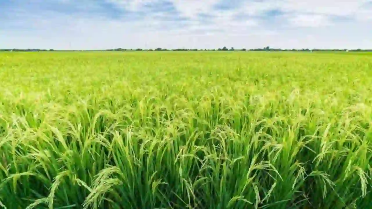 Paddy Crops Pest control