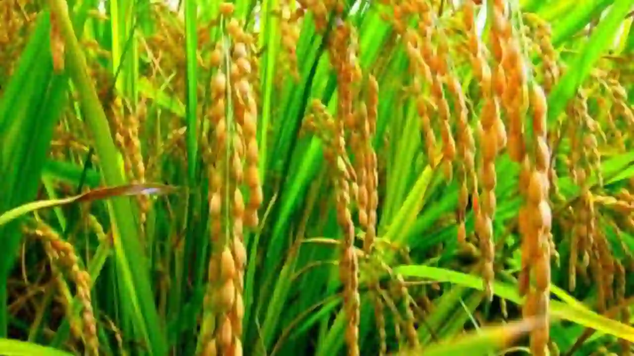 Paddy New Variety