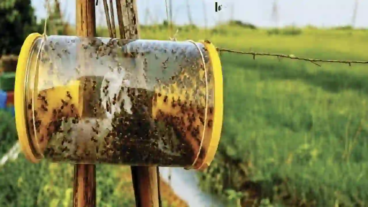 Shatapada Fruit Fly Trap
