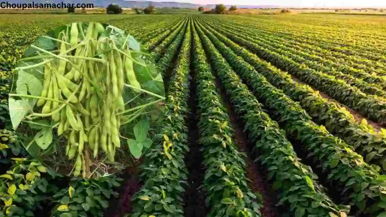 Agricultural experts advice