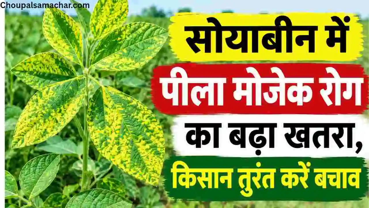 Soybean Advisory