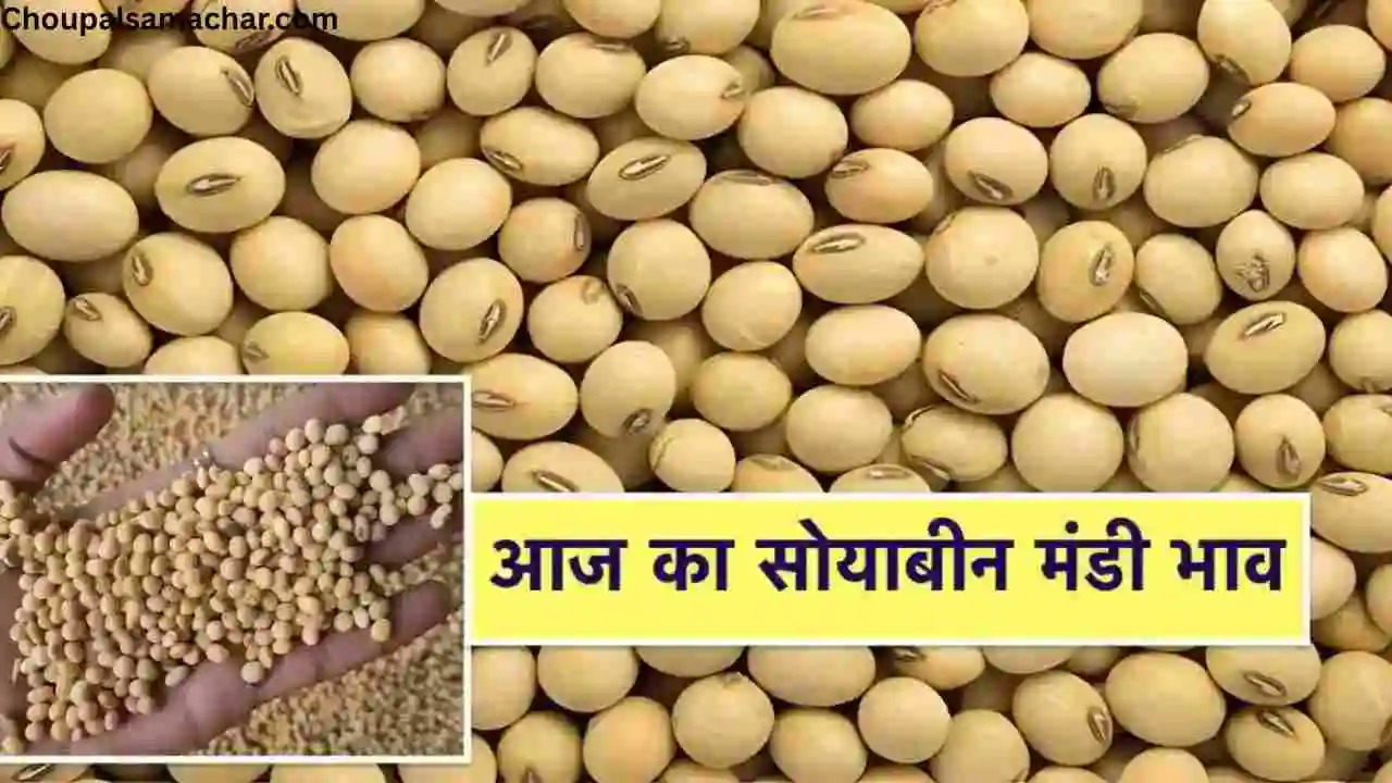 New Soybean Price