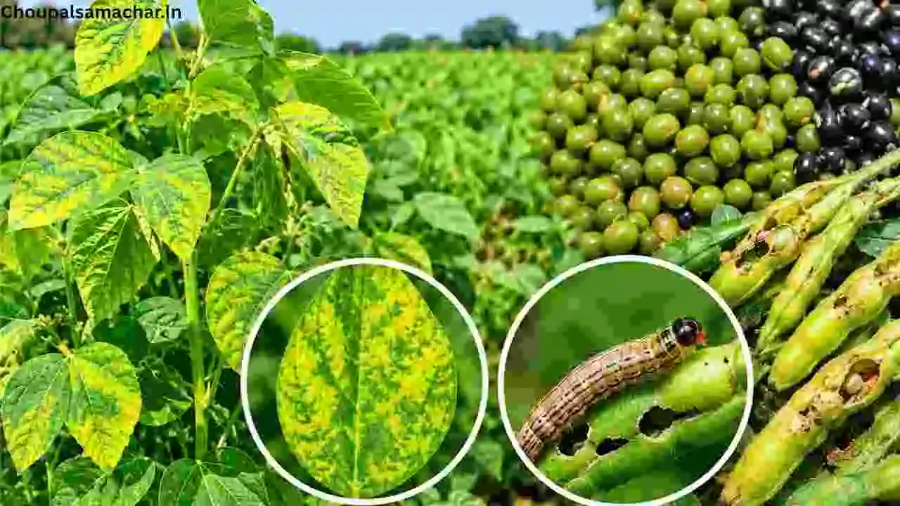 Moong-Urad Agricultural Advice