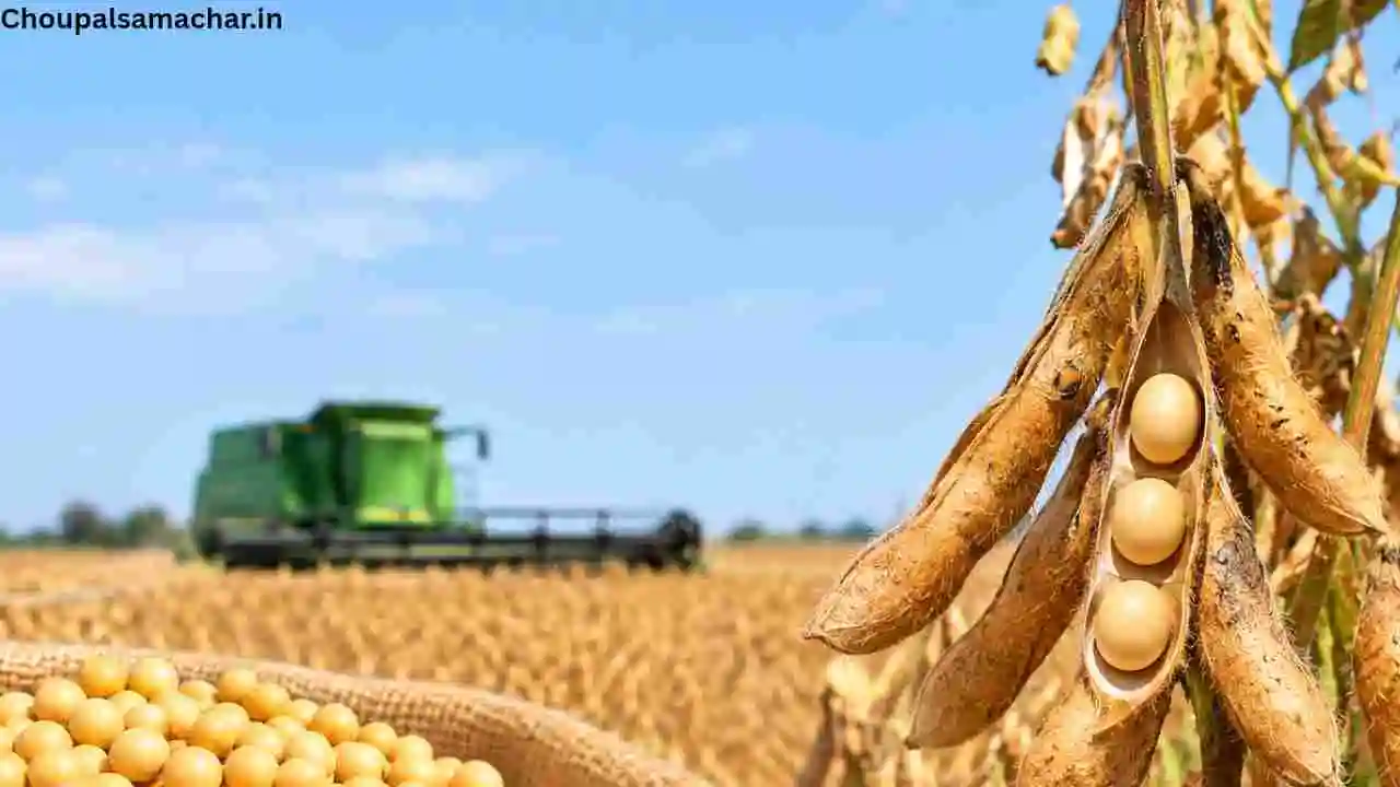 Soybean Harvesting