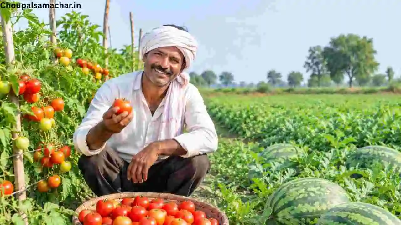 Tomato-watermelon cultivation
