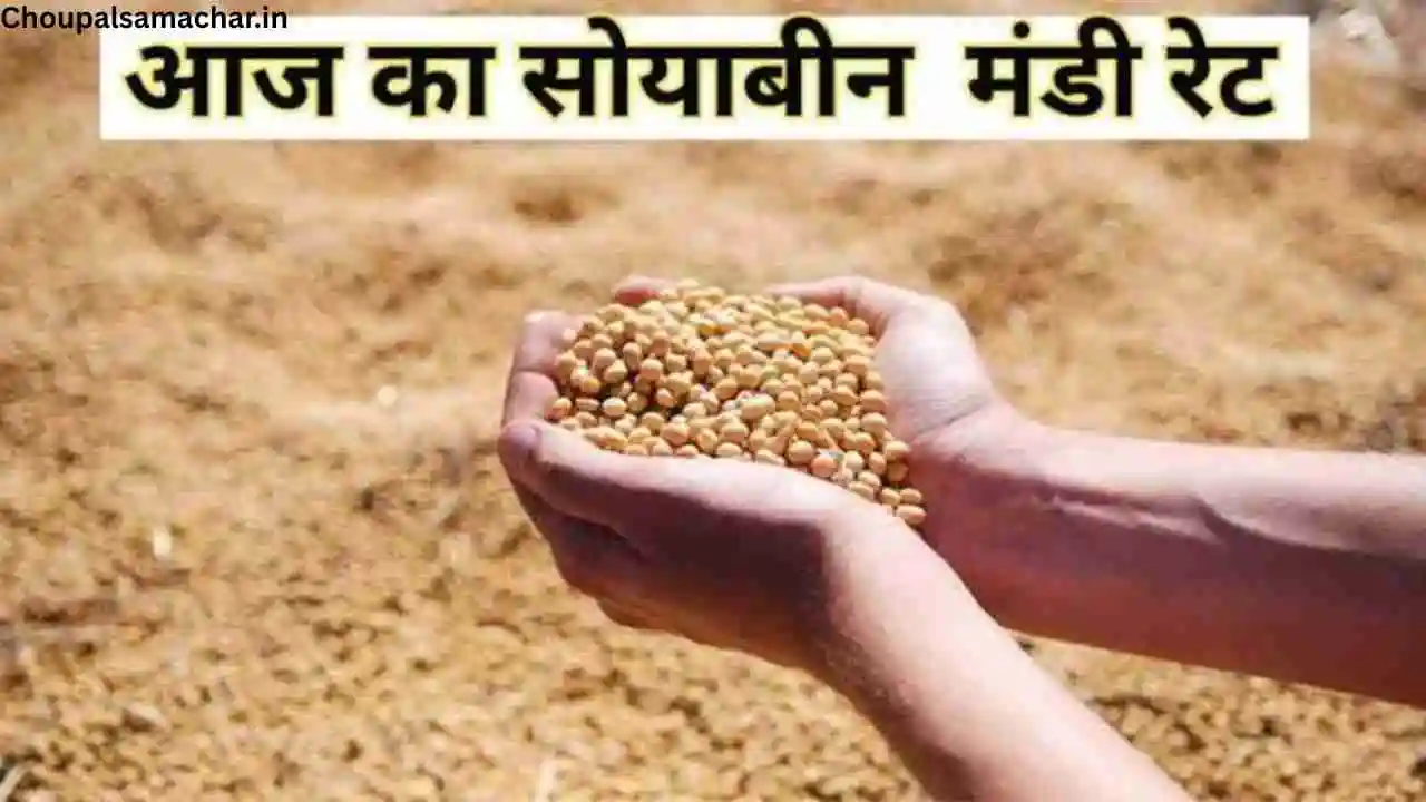 Soybean Market Rate