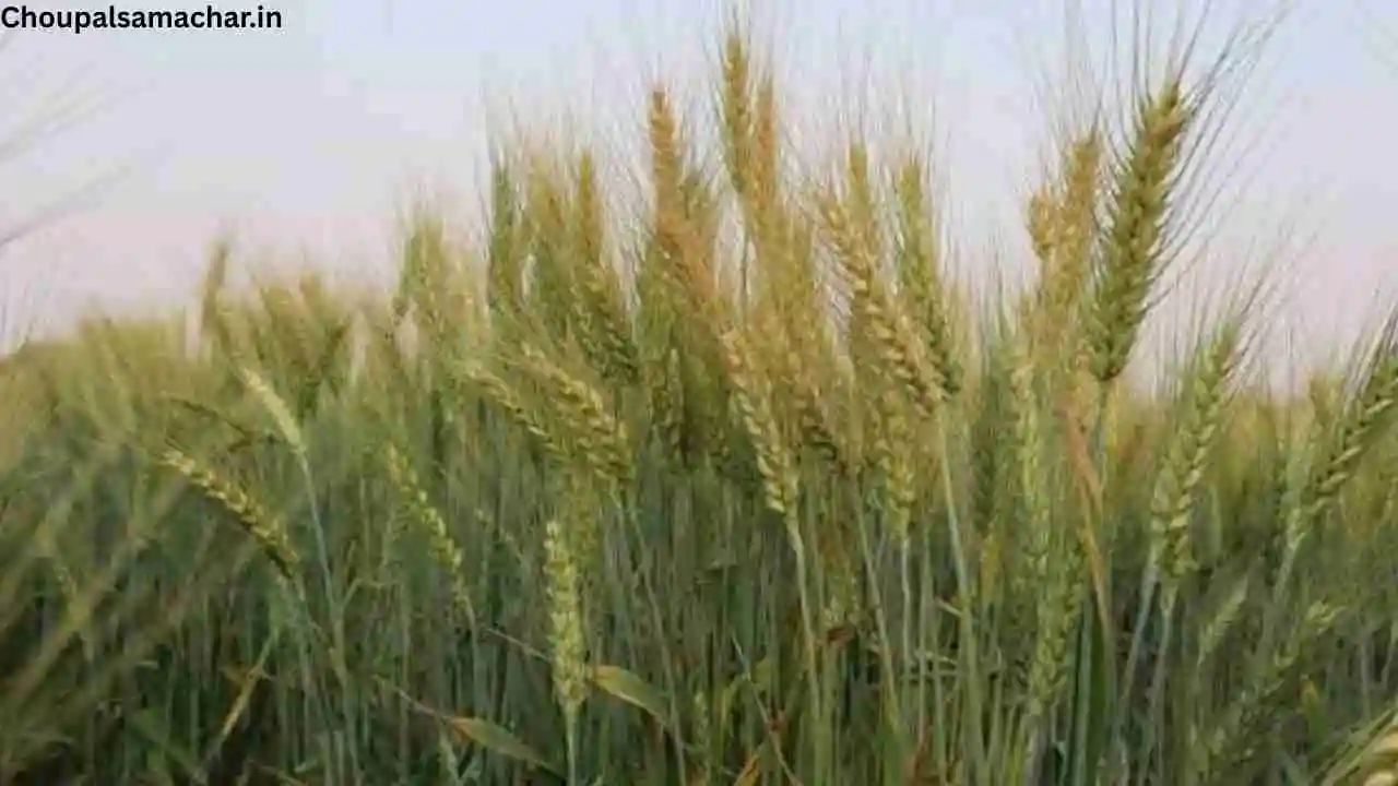 Wheat Variety