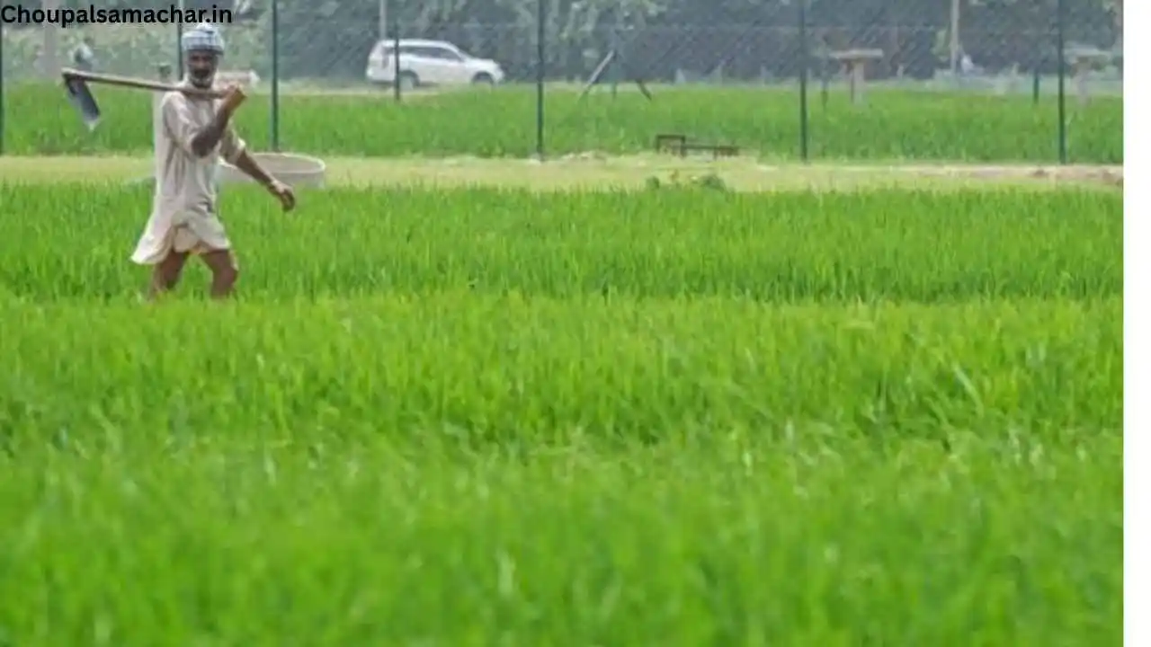 Paddy Pest Control Advise
