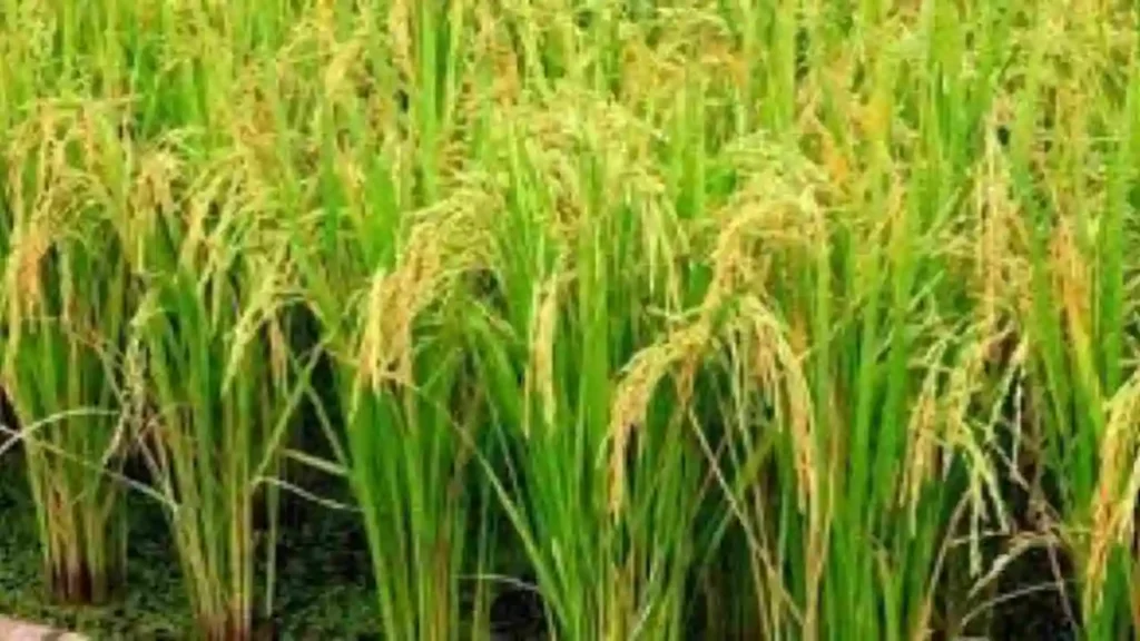 Paddy Cultivation