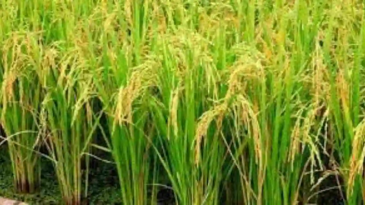 Paddy Cultivation