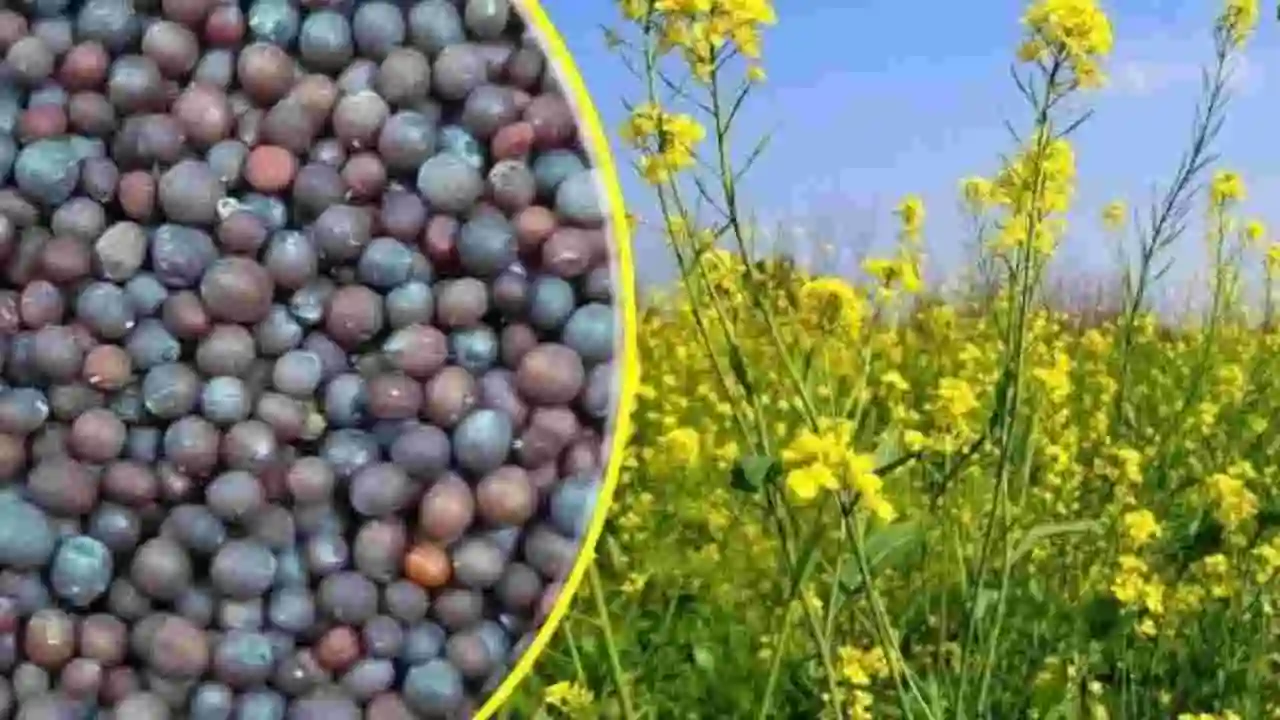 Mustard cultivation