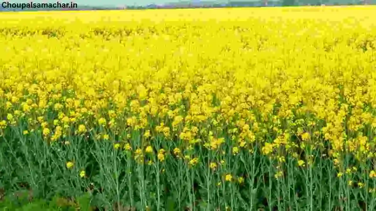 Sowing Of Mustard