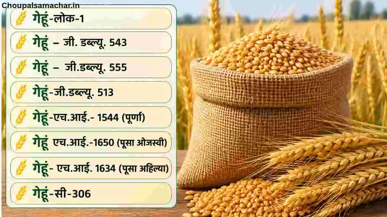 Wheat Variety
