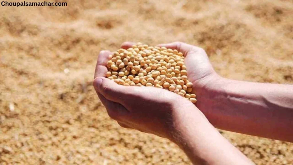 Soybean Plant Bhav