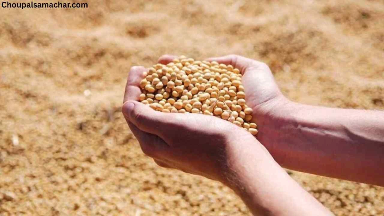 Soybean Plant Bhav