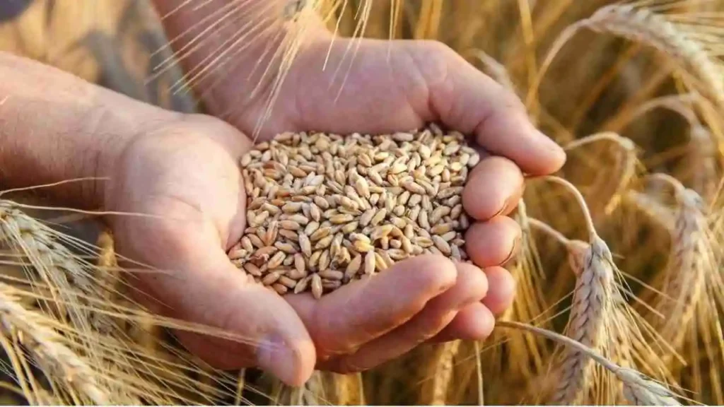 Rabi Crop MSP 2027