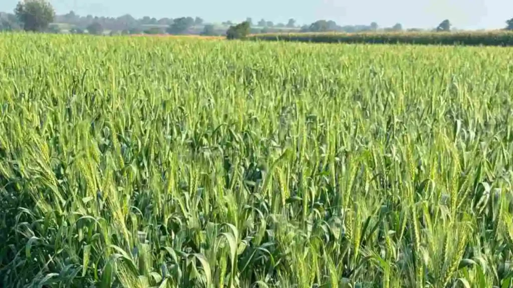 Wheat Variety GW 543